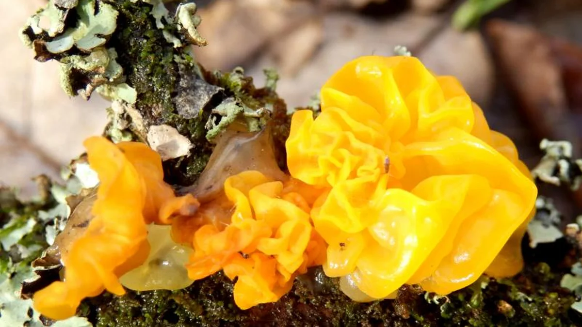 New Ingredient | Landivine’s Golden Ear Successfully Filed, Adding New Strength from the “Bird’s Nest of Fungi”