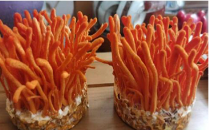 Cordyceps Militaris