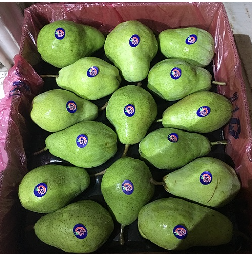 Big Head Pear