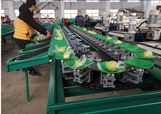 Green Jujube Fruit Grader