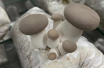 Pleurotus Eryngii