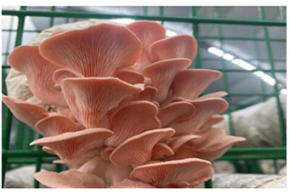 Pleurotus Citrinopileatus