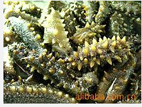 Sea Cucumber