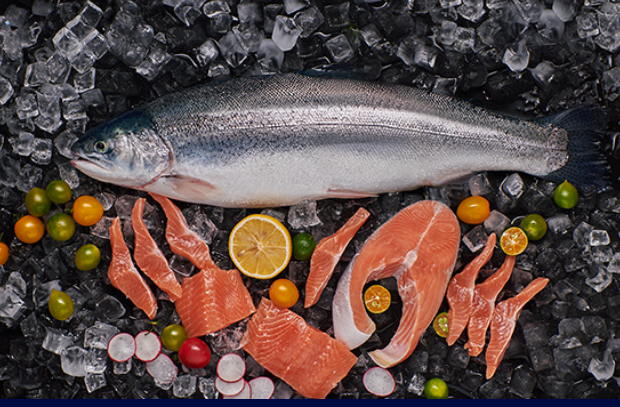 Rainbow Trout