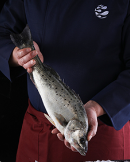 Sea Bass