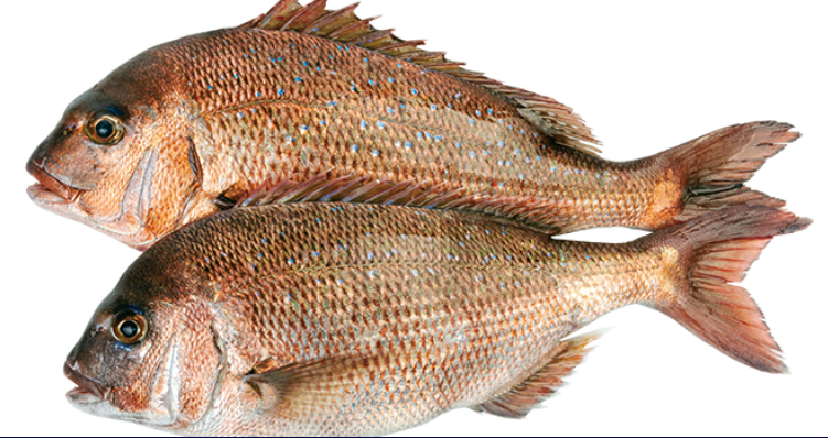 Red Snapper