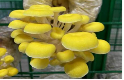 Panellus Stipticus