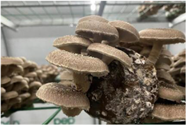 Lentinus Edodes