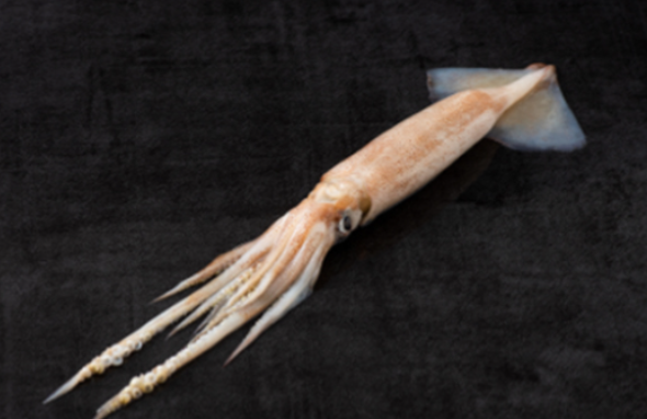 Squid