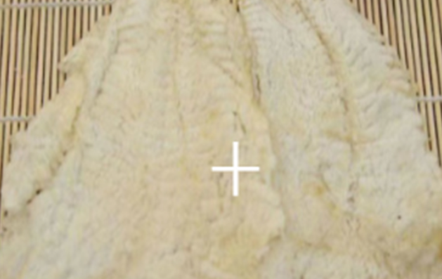 Squid Slices