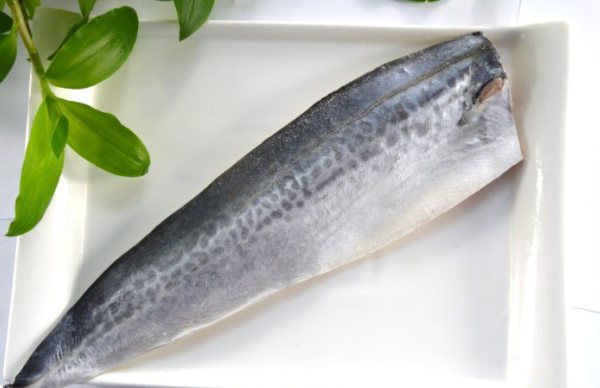 Chinese mackerel