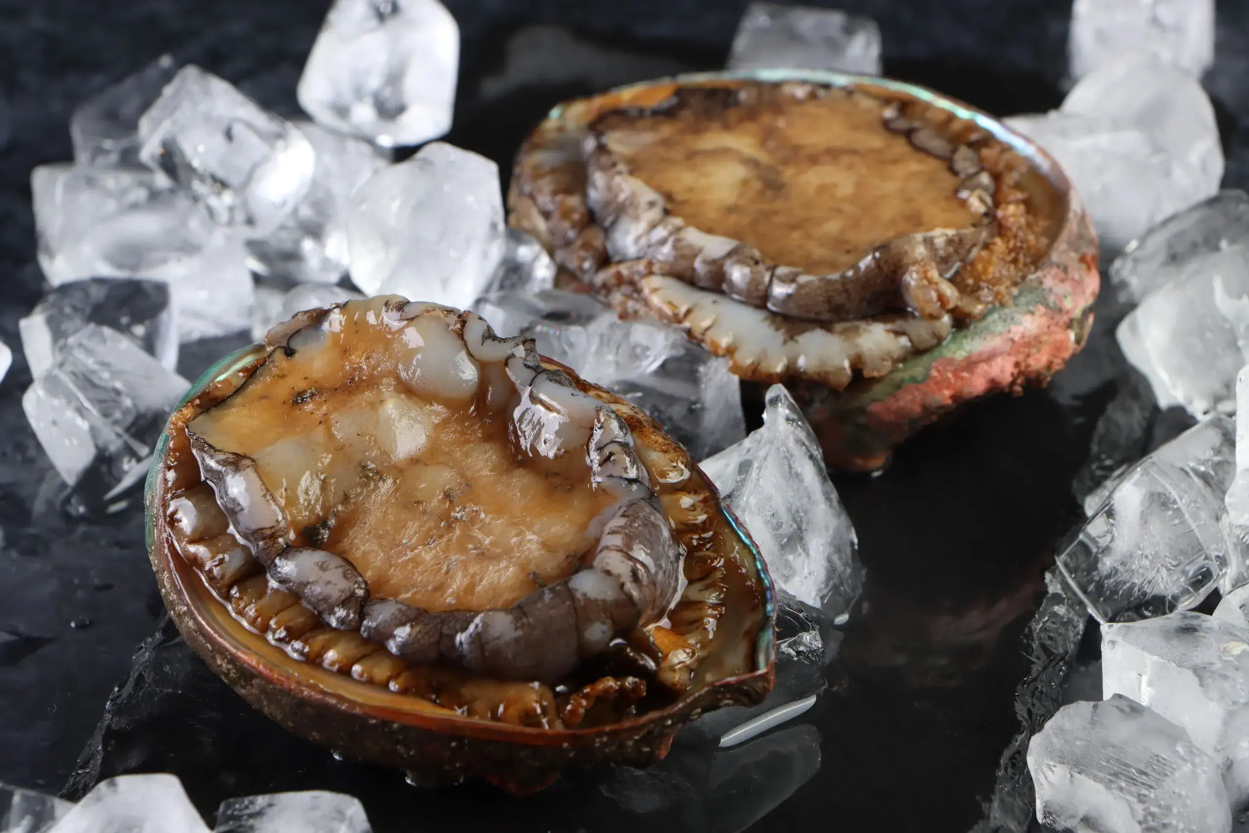 abalone