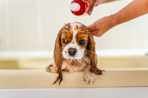 Cute Cavalier King Charles Spaniel Having a Bath at Home