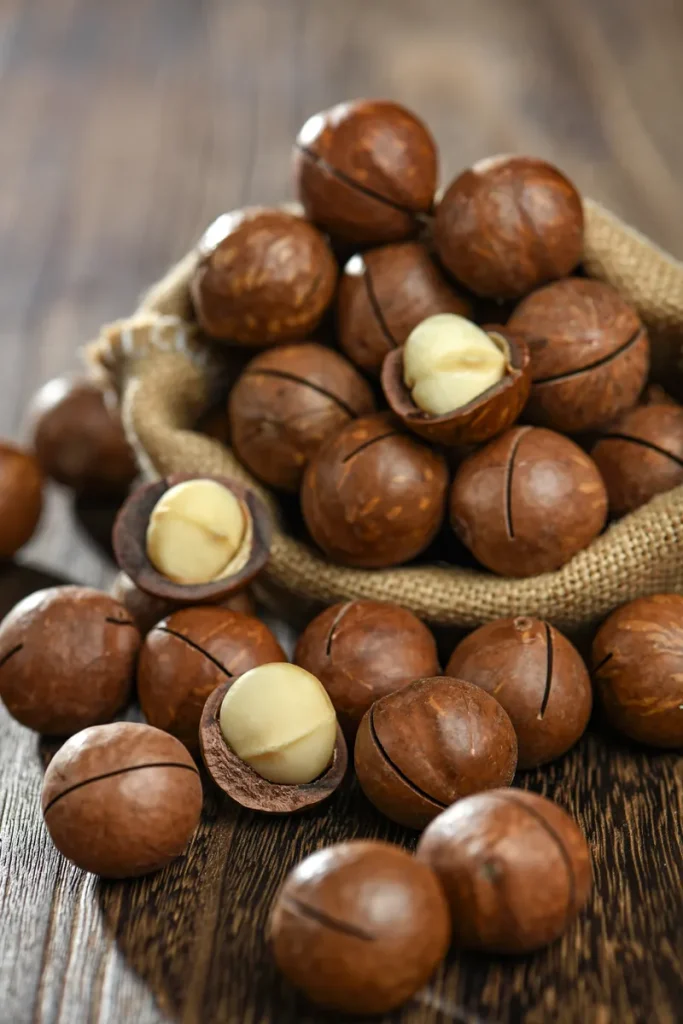 مكسرات المكاديميا الطازجة السائبة من المصنع في القشرة