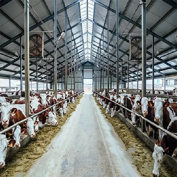 Steel Structure Poultry House